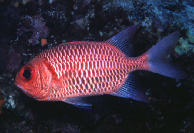 Myripristis hexagona